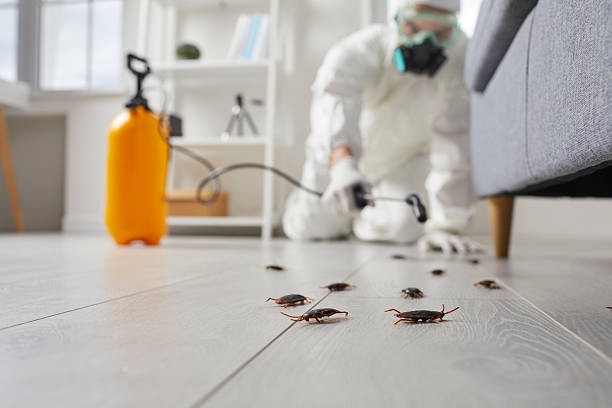 Commercial Rodent Management in Kenton